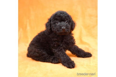 成約済の東京都のトイプードル-188154の3枚目